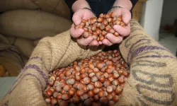 4 Şubat 2026 (Bugün) Güncel Fındık Fiyatları: İl İl Serbest Piyasa Fındık Fiyat Listesi ve 50 Randıman Analizi