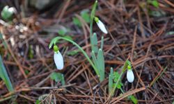 Bu çiçeği koparmanın bedeli dudak uçuklatıyor! 699 bin…