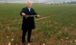 Gaziantep'te yağışlar Araban Sarımsağının kalite ve rekolteyi arttıracak!