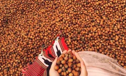 Bugün fındık fiyatı kaç TL oldu ? 13 Şubat 2026 fındık fiyatları ne kadar, serbest piyasa ve TMO alım fiyatı