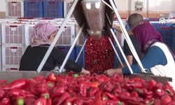 İslahiye biberinden elde edilen pul biberin yüzde 30'u ihraç ediliyor
