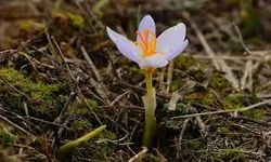 Cemre ne zaman düşecek 2026, ikinci cemre suya ayın kaçında düşüyor?