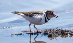 Gaziantep’te ilk kez görüldü…