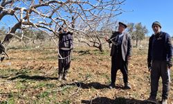 Gaziantep’te çiftçilerin budam mesaisi başladı…