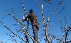 Tarım İl Müdürlüğünden budama uyarısı