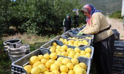 TÜİK açıkladı! Limonda üretici fiyatları yüzde 410 yükseldi