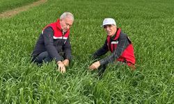 Araban Ovası’nda etkili olan yağışların arpa ekili alanlara zararı incelendi!