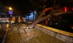 Faciadan dönüldü! Asırlık çam ağacı devrildi…