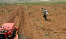 Araban'da Antep fıstığı tarlalarında yabancı otlarla ilaçlı mücadele!
