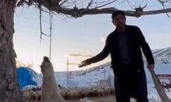 Köpeği ağaca asarak öldürdü: Şahıs gözaltında