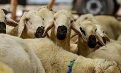 2026 Kurban Bayramı Ne Zaman, Hangi Güne Denk Geliyor, Tatil Kaç Gün Sürecek?