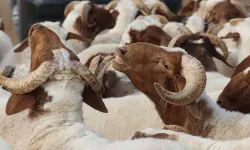 2026 Kurban Bayramı ne zaman, hangi güne denk geliyor?