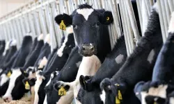 TÜİK verileri açıkladı! 887 bin 774 ton inek sütü toplandı