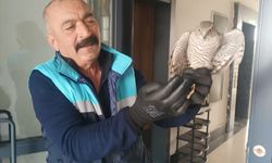 Gaziantep’te apartmanda yakaladığı atmacayı doğaya geri bıraktı!