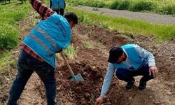 Gaziantep’te 400 çam fidanı toprakla buluştu!