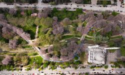 Gaziantep'te çiçek açan pavlonyalar parkları renklendirdi!