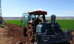 Gaziantep’te Araban sarımsağında yüksek rekolte ve kaliteli ürün bekleyişi