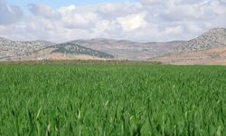 Gaziantep’te yağışlar buğday üreticisinin yüzünü güldürdü! 80 bin tonluk rekolte bekleniyor…