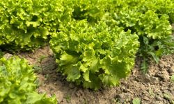 Bu sefer tarladan güzel haber geldi! 35 liraya tarladan satılan marul yüzleri güldürdü