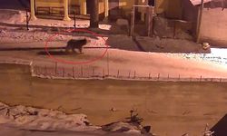 Kış uykusundan uyanan ayılar köylerde yiyecek aradı! İşte o anlar…