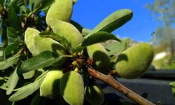 Araban’ın yerli badem çağlası sofralarda yerini aldı