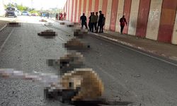 Otomobil sürüye daldı, 17 hayvan telef oldu