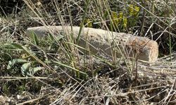 Mantar ararken top mermisi buldu