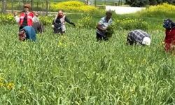 AB tescilli araban sarımsağında yabancı ot temizliği sürüyor!