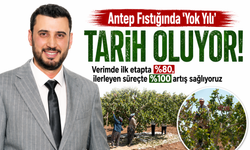 Antep Fıstığında ‘Yok Yılı’ tarih oluyor…