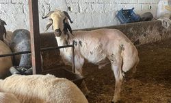 Gaziantep'te Kurbanlık Fiyatlarında Büyük Artış! Vatandaşı Zorlayacak Rakamlar