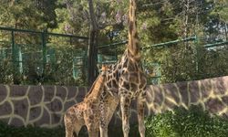 Kararı Gaziantepliler verecek! Yeni doğan yavruya isim aranıyor! Şakir mi Çınar mı?