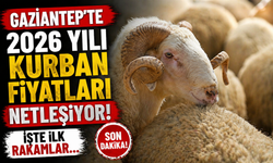 Gaziantep’te 2026 yılı kurbanlık fiyatları netleşiyor! İşte ilk rakamlar…
