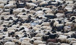 Küçükbaşa Destek Projesi'ne başvurular başladı: Bakan detayları açıkladı!