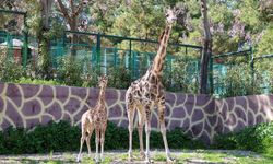 Türkiye’de doğan ilk zürafa yavrusu, Gaziantep Doğal Yaşam Parkı’nda