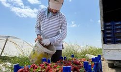 Tarla ile market rafları arasındaki uçurum:  Üretici inanamıyor!