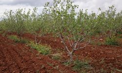 Gaziantep'te 90 köyde tarım arazisi zarar gördü