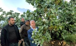 Gaziantep'te fıstık bahçelerindeki zarar incelendi