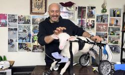 Demir ustası felçli canlara 'umut' oluyor! 9 yılda bin hayvanı ayağa kaldırdı