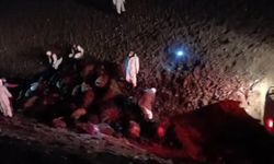 Arı saldırısının bilançosu ağır oldu: 816 koyun telef!