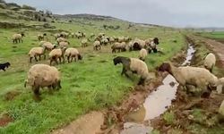 Gaziantep'te kurbanlıklar satışa hazır! Yoğun ilgi görüyor…