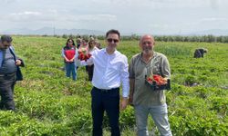 Gaziantep'in komşu ilinde çilek hasadı başladı