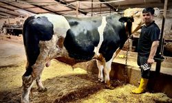 1.2 tonluk dev 'Paşa' alıcısını buldu! İhtiyaç sahiplerine dağıtılacak