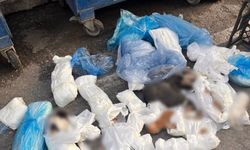 Kan donduran hayvan katliamı! Poşetler içinde 33 ölü kedi bulundu