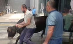 Gaziantep'te kaçan kurbanlık dana soluğu acil serviste aldı (VİDEOHABER)