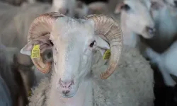 Kurban keserken aşırı efor kalp krizini tetikleyebilir! Uzmanı isim uyardı…