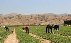 Gaziantep’te tarım işçileri sağlık taramasından geçirildi
