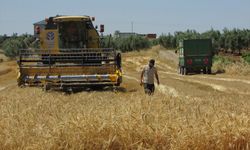 Gaziantep'te hububat hasadı başladı! “Üreticiler memnun”