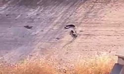 Gaziantep'te havalar ısındı, yılanlar görülmeye başladı! (VİDEO HABER)