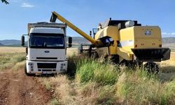 Gaziantep’te ilk arpa hasadı yapıldı! Kilosu 12,50 TL den satıldı