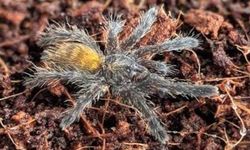 Türkiye'de bir ilk! Yeni bir tarantula cinsi kaydedildi